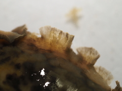 Dendrodoris temarana