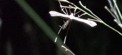 Stenoptilodes taprobanes