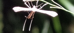 Stenoptilodes taprobanes
