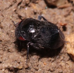Penthimia nigra