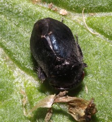 Penthimia nigra