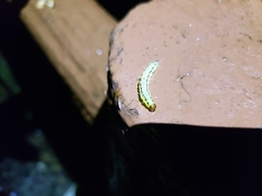 Heortia vitessoides