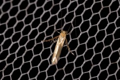 Stathmopoda hyposcia