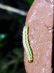 Heortia vitessoides