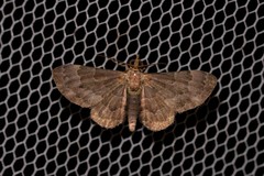 Antimimistis attenuata