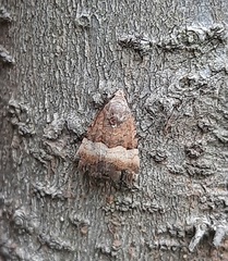 Pseudozarba bipartita