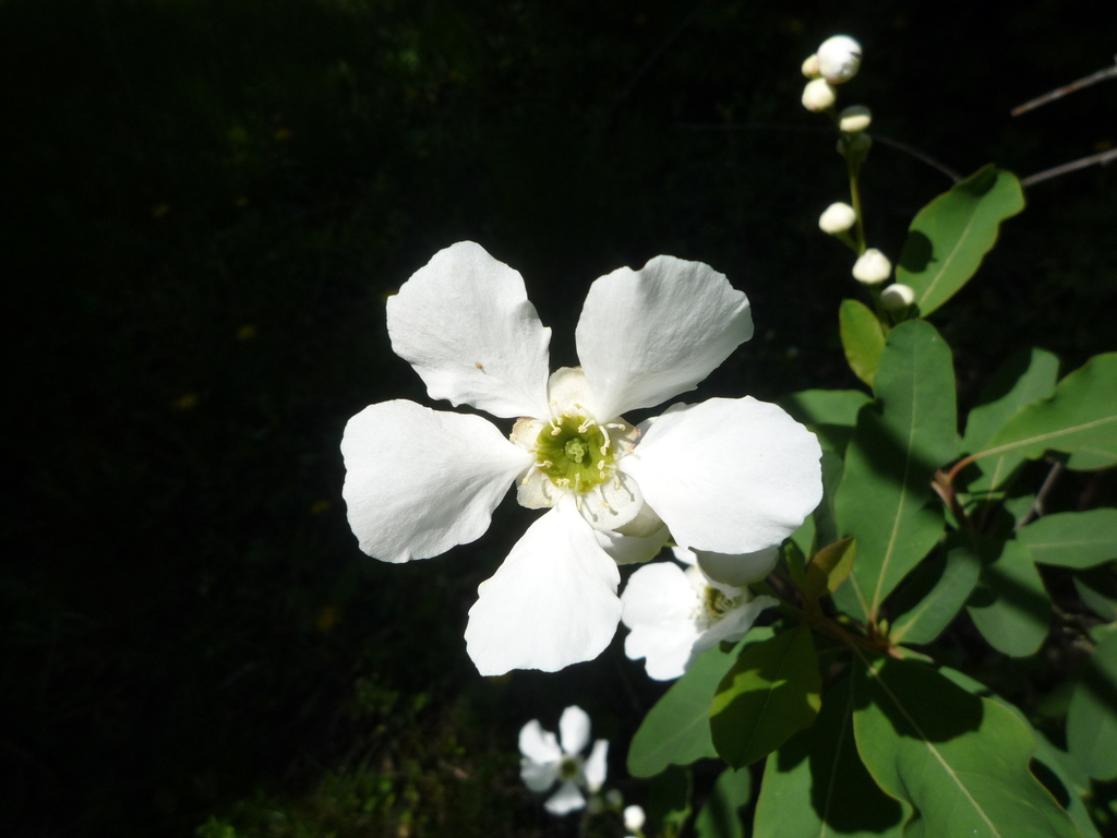 Exochorda racemosa, Устимовка, Полтавская область, Украина, 39074