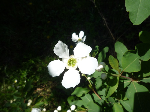 Exochorda racemosa