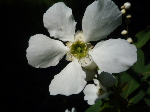 Exochorda racemosa