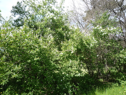 Exochorda racemosa