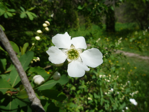 Exochorda racemosa