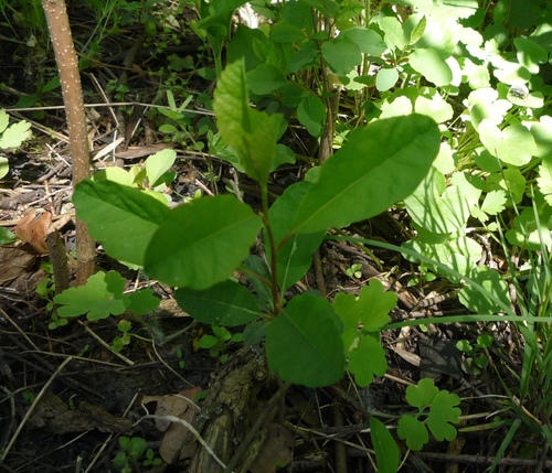 Exochorda racemosa