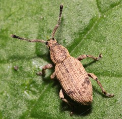Simo variegatus