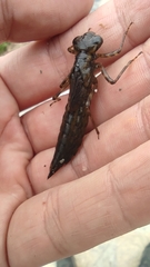 Anax imperator