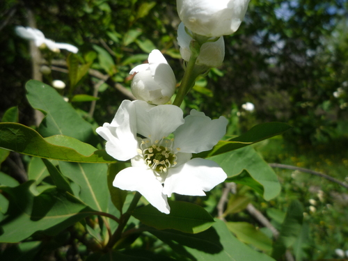 Exochorda racemosa