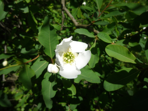 Exochorda racemosa