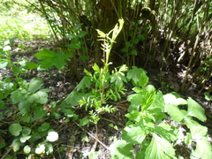 Xanthoceras sorbifolium