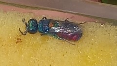 Chrysis scutellaris