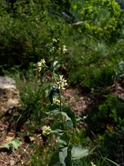 Vincetoxicum hirundinaria