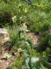 Vincetoxicum hirundinaria