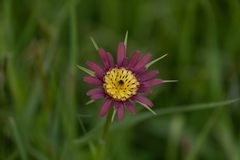 Tragopogon mirabilis