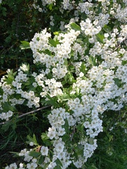 Crataegus