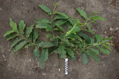 Elaeocarpus angustifolius