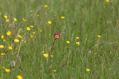 Tragopogon mirabilis