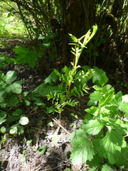 Xanthoceras sorbifolium