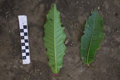 Elaeocarpus angustifolius