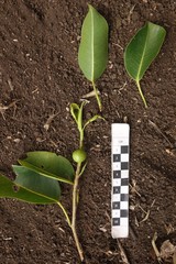 Ficus subcordata