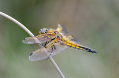 Libellula quadrimaculata