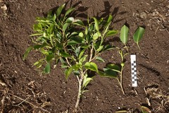 Ficus subcordata