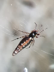 Cyclosa bifida