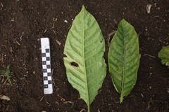 Eumachia