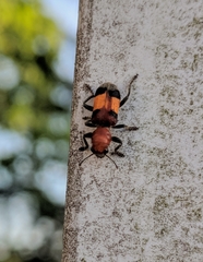 Enoclerus ichneumoneus