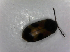 Mycetophagus flexuosus