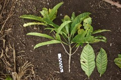 Eumachia