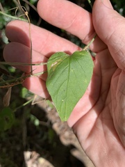 Jacquemontia paniculata