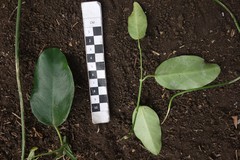 Vincetoxicum biglandulosum