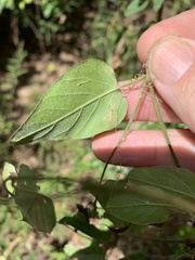 Jacquemontia paniculata