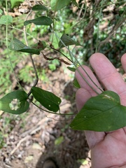 Jacquemontia paniculata