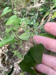 Jacquemontia paniculata