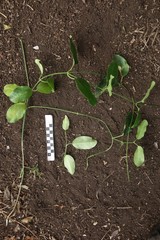 Vincetoxicum biglandulosum