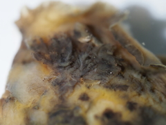 Dendrodoris temarana