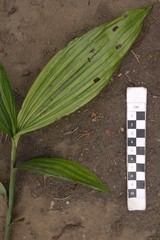 Corymborkis veratrifolia