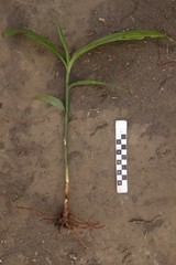 Corymborkis veratrifolia