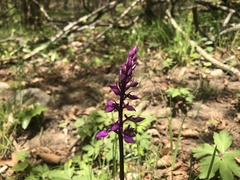 Anacamptis laxiflora