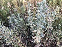 Heterotheca canescens