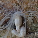 Medusa Spaghetti Worm - Photo (c) Jeff Goddard, some rights reserved (CC BY-NC), uploaded by Jeff Goddard